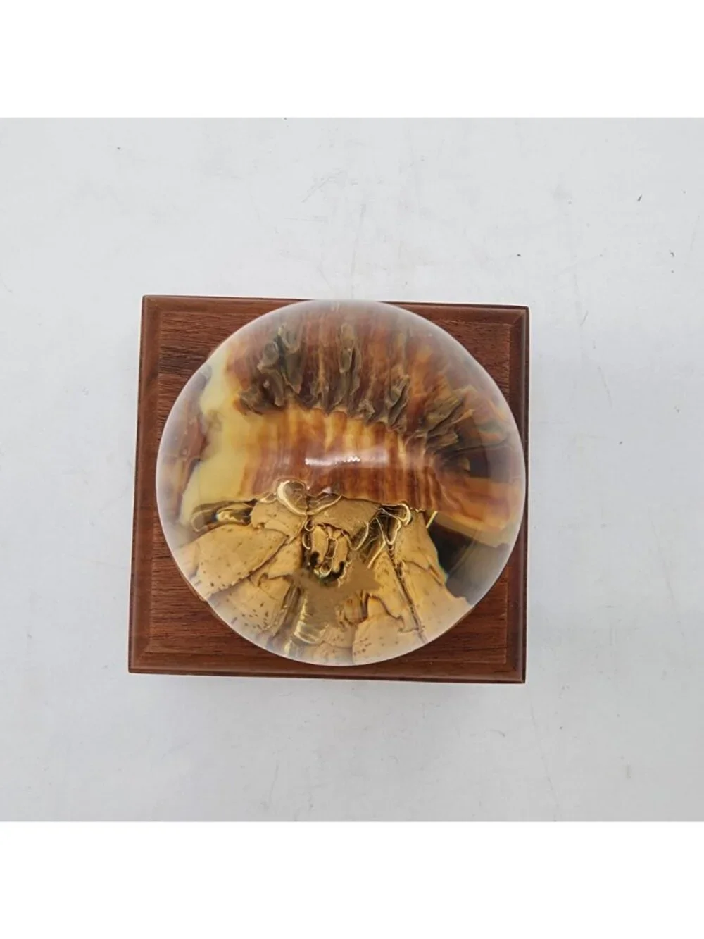 Taxidermy Hermit Crab In Lucite